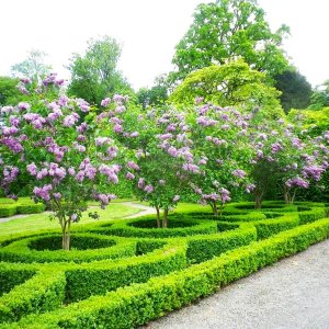 Orgován obyčajný (Syringa vulgaris) ´SENSATION´ - výška 20-40 cm, kont. C4L